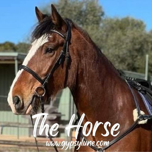 The Horse - Animal Spirit Guide